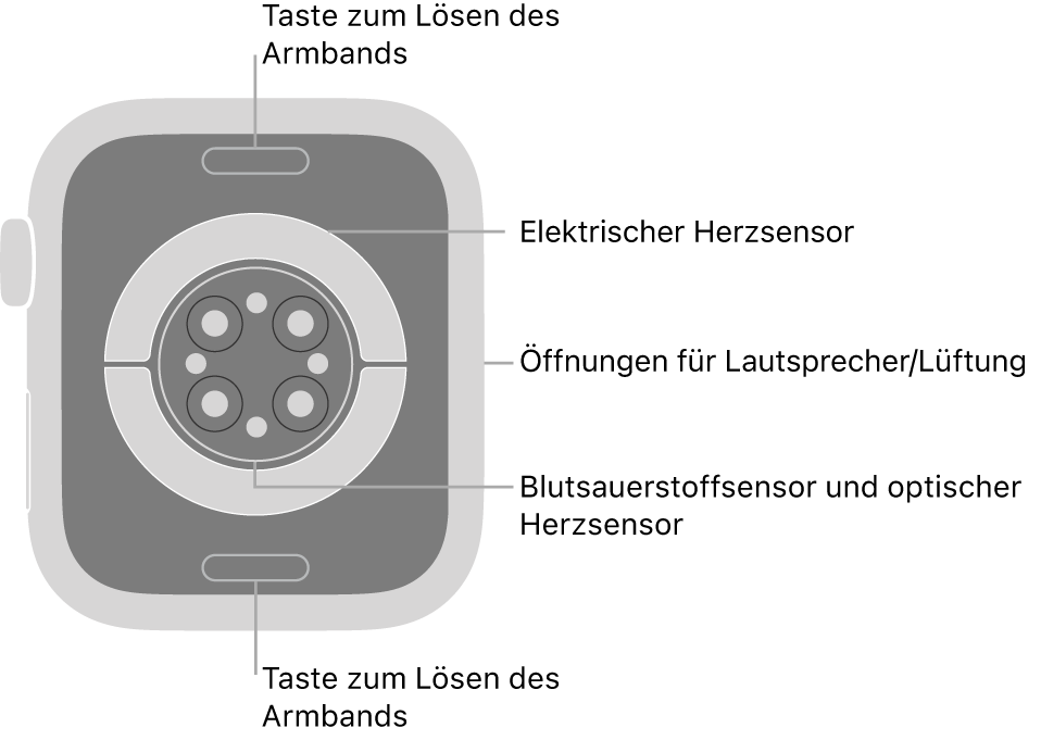 Die Rückseite der Apple Watch Series 8 mit Entriegelungstasten für das Armband oben und unten, elektrischem Herzsensor, optischem Herzsensor und dem Sensor für den Sauerstoffgehalt im Blut in der Mitte sowie den Lautsprecher-/Lüfteröffnungen an der Seite.