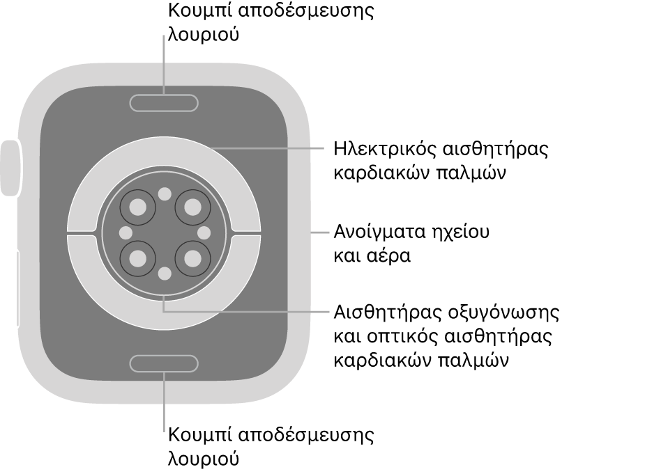 Το πίσω μέρος του Apple Watch Series 8, με τα κουμπιά αποδέσμευσης λουριού πάνω και κάτω, τους ηλεκτρικούς αισθητήρες καρδιάς, τους οπτικούς αισθητήρες καρδιάς και τους αισθητήρες οξυγόνωσης στο κέντρο, και τα ανοίγματα ηχείου/αερισμού στο πλάι.