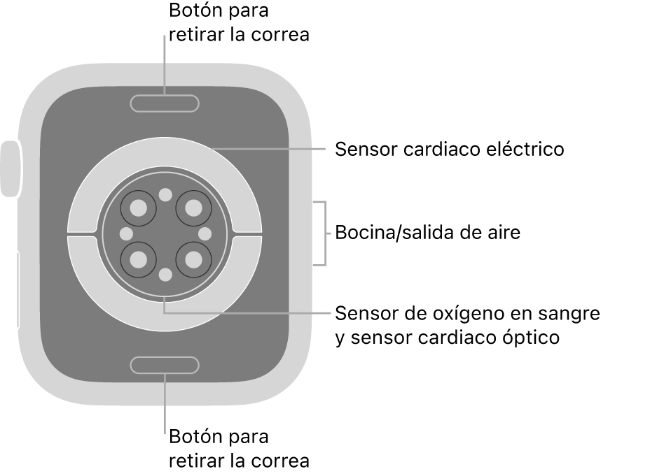 En el reverso del Apple Watch Series 6 se muestran los botones de liberación de correa en la parte superior e inferior; los sensores eléctricos y ópticos para medir la frecuencia cardiaca y los sensores para medir los niveles de oxígeno en la sangre en el centro; y la bocina/ranuras de aire en un lado.