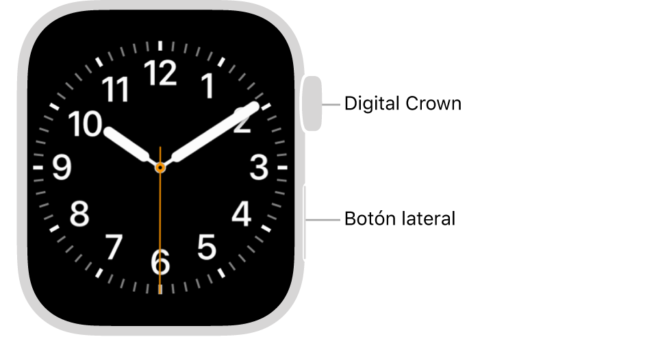 La parte frontal del Apple Watch con la Digital Crown mostrada en la parte superior del lado derecho del reloj y el botón lateral mostrado en la parte inferior derecha.