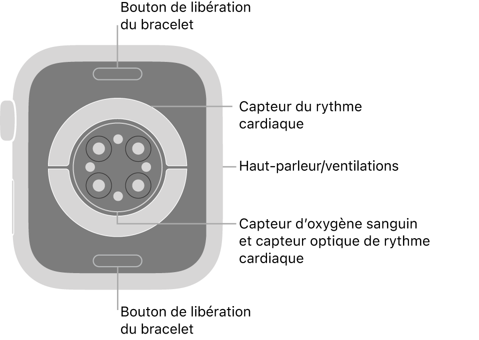 Le dos de l’Apple Watch Series 8, avec les boutons de retrait du bracelet en haut et en bas, les capteurs de rythme cardiaque électriques et les capteurs d’oxygène sanguin au centre, puis le haut-parleur et les évents sur le côté.