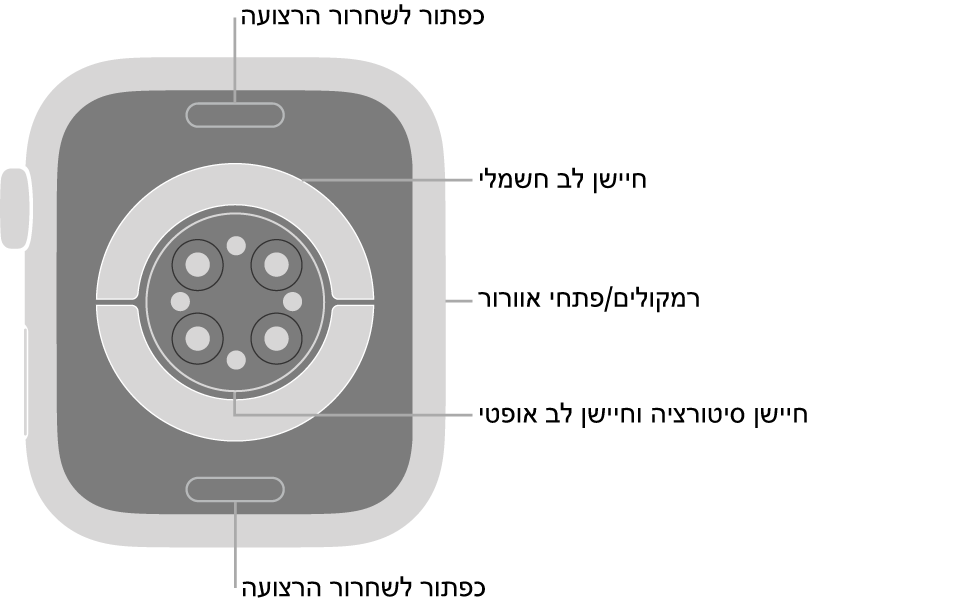 החלק האחורי של Apple Watch Series 8 עם כפתורי שחרור הרצועה למעלה ולמטה, חיישני הדופק האלקטרוניים, חיישני הדופק האופטיים וחיישני רמת החמצן בדם בחלק המרכזי והרמקול/פתחי האוורור בצד.