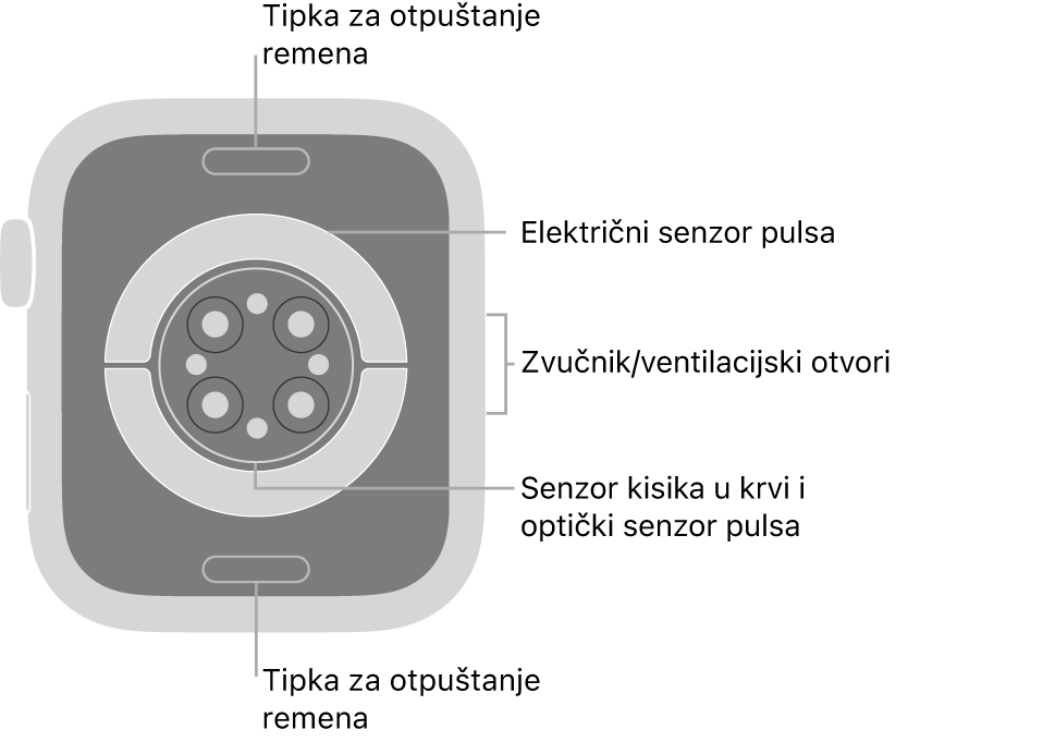 Stražnja strana modela Apple Watch Series 6 s tipkama za otpuštanje remena pri vrhu i dnu, električnim senzorima srca, optičkim senzorima srca i senzorima za zasićenost kisikom po sredini te zvučnik/zračni ventili sa strane.