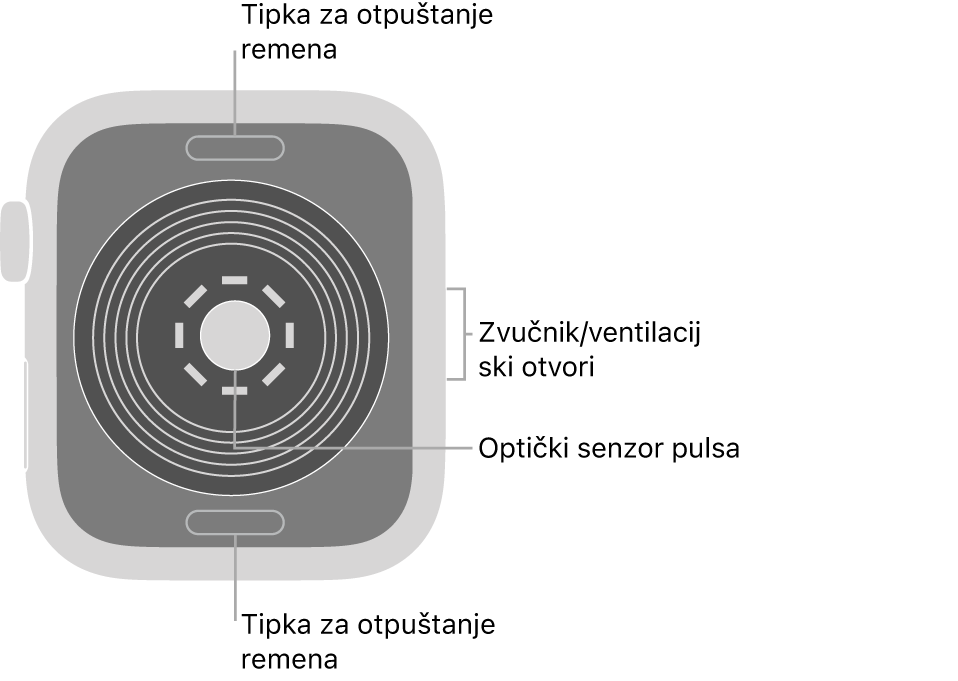 Stražnja strana modela Apple Watch SE s tipkama za otpuštanje remena pri vrhu i dnu i optičkim senzorima srca po sredini te zvučnik/zračni ventili sa strane.