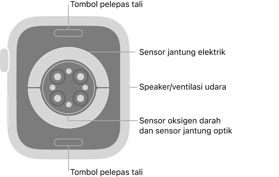 Bagian belakang Apple Watch Series 8, dengan tombol pelepas tali di bagian atas dan bawah, sensor jantung elektrik, sensor jantung optik, dan sensor oksigen darah di bagian tengah, dan speaker/ventilasi udara di bagian samping.