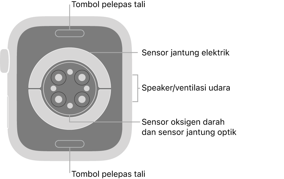 Bagian belakang Apple Watch Series 6, dengan tombol pelepas tali di bagian atas dan bawah, sensor jantung elektrik, sensor jantung optik, dan sensor oksigen darah di bagian tengah, dan speaker/ventilasi udara di bagian samping.