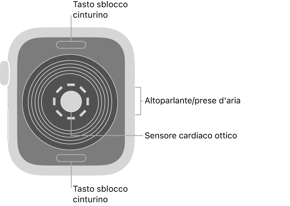 La parte posteriore di Apple Watch SE, con i pulsanti di sblocco del cinturino in alto e in basso, il sensore ottico per il cuore in mezzo, e l'altoparlante e i condotti di ventilazione sul lato.