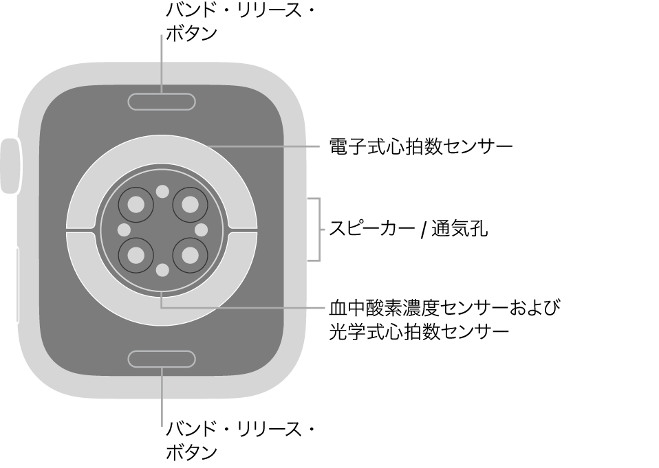 Apple Watch Series 6の背面で、上下にバンド・リリース・ボタン、中央に電気式心拍数センサー、光学式心拍数センサー、血液酸素ウェルネスセンサー、側面にはスピーカー/通気孔があります。