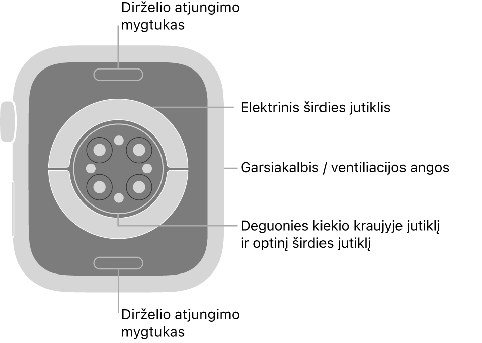„Apple Watch Series 8“ galinė pusė, dirželio atjungimo mygtukai viršuje ir apačioje, elektriniai širdies jutikliai, optiniai širdies jutikliai ir deguonies kraujyje matavimo jutikliai viduryje bei garsiakalbis / ventiliacijos angos šone.