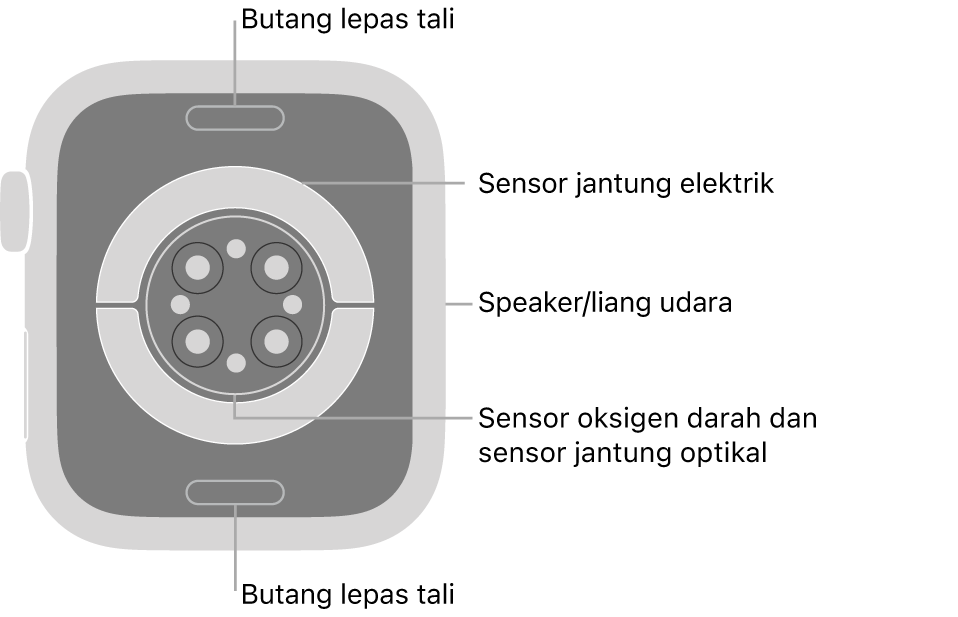 Bahagian belakang Apple Watch Series 8, dengan butang lepaskan tali di atas dan bawah, sensor jantung elektrik, sensor jantung optik dan sensor oksigen darah di tengah serta speaker/liang udara pada bahagian sisi.