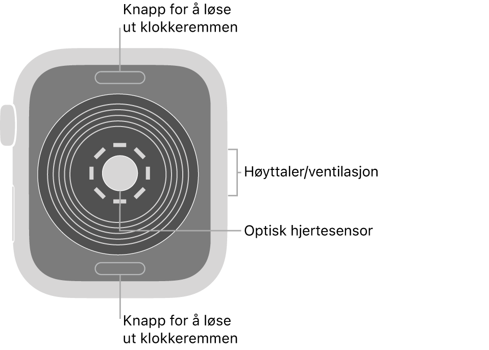 Baksiden av Apple Watch SE, med remutløserknappene øverst og nederst, den optiske pulssensoren i midten og høyttaleren/luftventilene på siden.