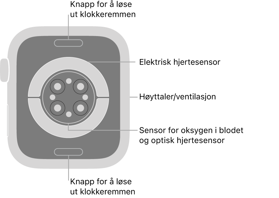 Baksiden av Apple Watch Series 8, med remutløserknappene øverst og nederst, de elektriske pulssensorene, de optiske pulssensorene og sensorene for oksygen i blodet i midten, og høyttaleren/luftventilene på siden.