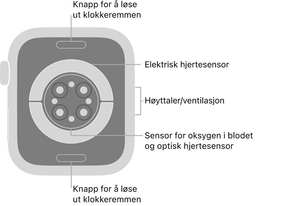 Baksiden av Apple Watch Series 6, med remutløserknappene øverst og nederst, de elektriske pulssensorene, de optiske pulssensorene og sensorene for oksygen i blodet i midten og høyttaleren/luftventilene på siden.