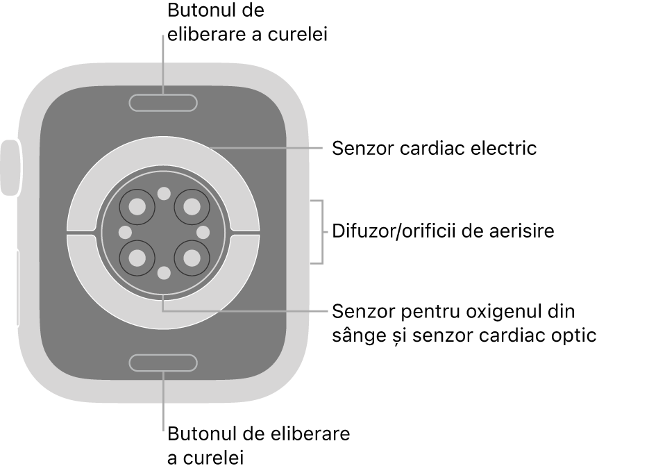 Spatele dispozitivului Apple Watch Series 6, cu butoanele de eliberare a brățării în partea de sus și de jos, senzorii cardiaci electrici, senzorii cardiaci optici și senzorii pentru oxigenul din sânge în mijloc și difuzorul/orificiile de ventilare pe partea laterală.