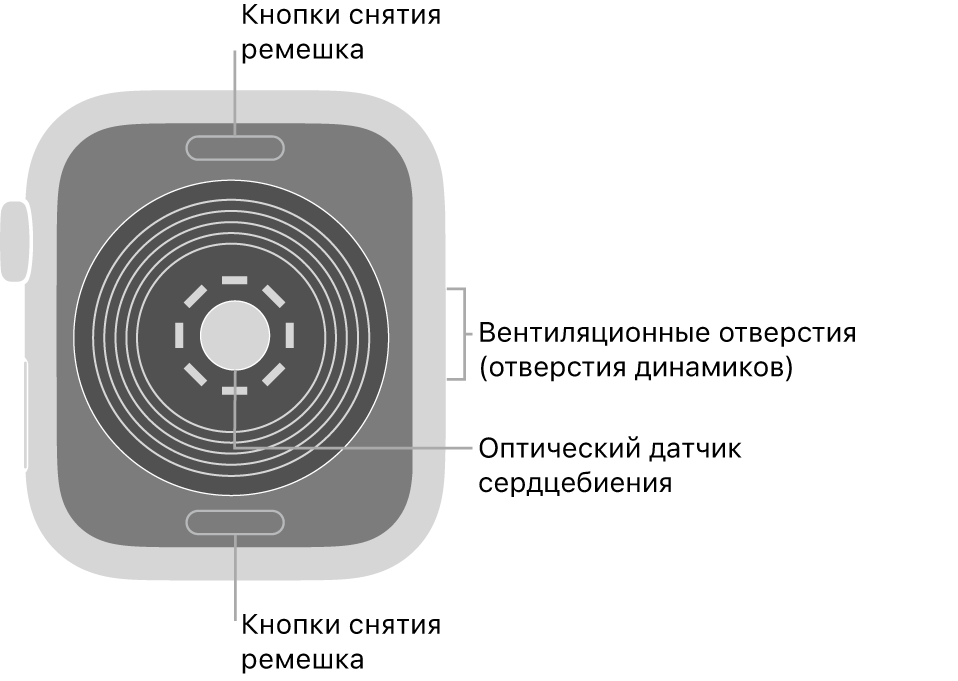 Оборотная сторона Apple Watch SE. Показаны кнопки снятия ремешка вверху и внизу, оптический пульсометр в центре, а также вентиляционные отверстия (отверстия динамиков) сбоку.