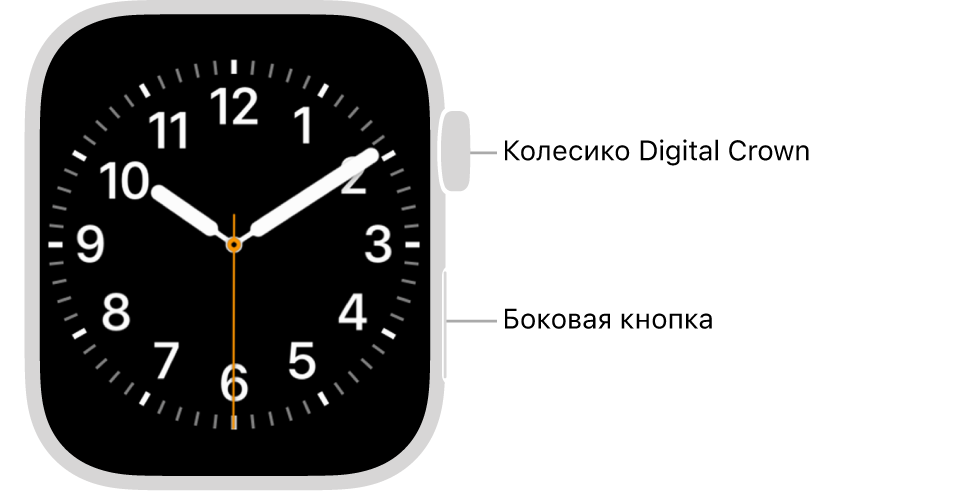Лицевая сторона Apple Watch. Вверху справа показано колесико Digital Crown, а внизу справа — боковая кнопка.