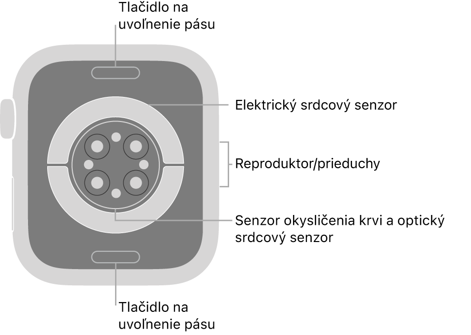 Zadná strana hodiniek Apple Watch Series 6. Navrchu a naspodku sa nachádzajú tlačidlá na uvoľnenie remienka. V strede sú umiestnené elektrické srdcové senzory, optické srdcové senzory a senzory saturácie kyslíkom a naboku reproduktor/prieduchy.