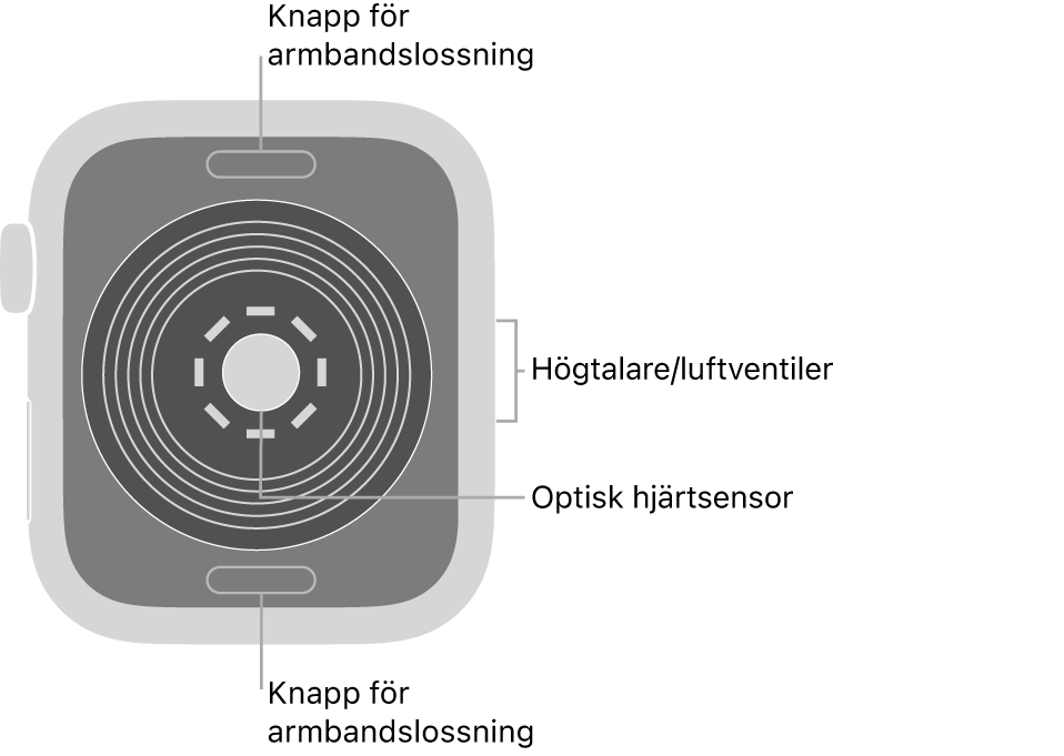 Baksidan på Apple Watch SE med knapparna för armbandslossning högst upp och längst ned, den optiska hjärtsensorn i mitten och högtalaren/luftventiler på sidan.