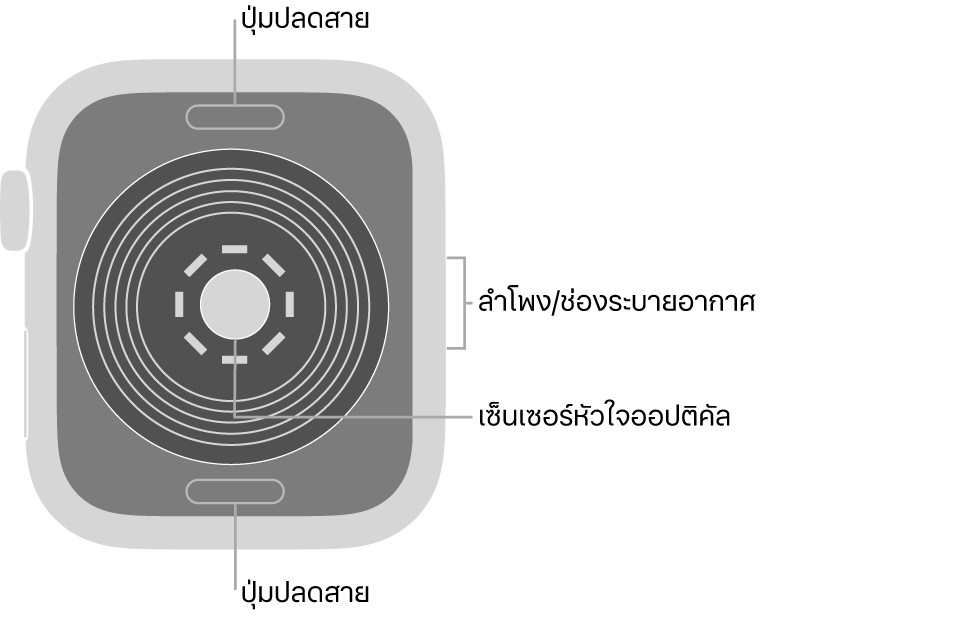 ด้านหลังของ Apple Watch SE ที่มีปุ่มปลดสายที่ด้านบนสุดและที่ด้านล่างสุด เซ็นเซอร์หัวใจออปติคัลที่ตรงกลาง และลำโพง/ช่องระบายอากาศที่ด้านข้าง