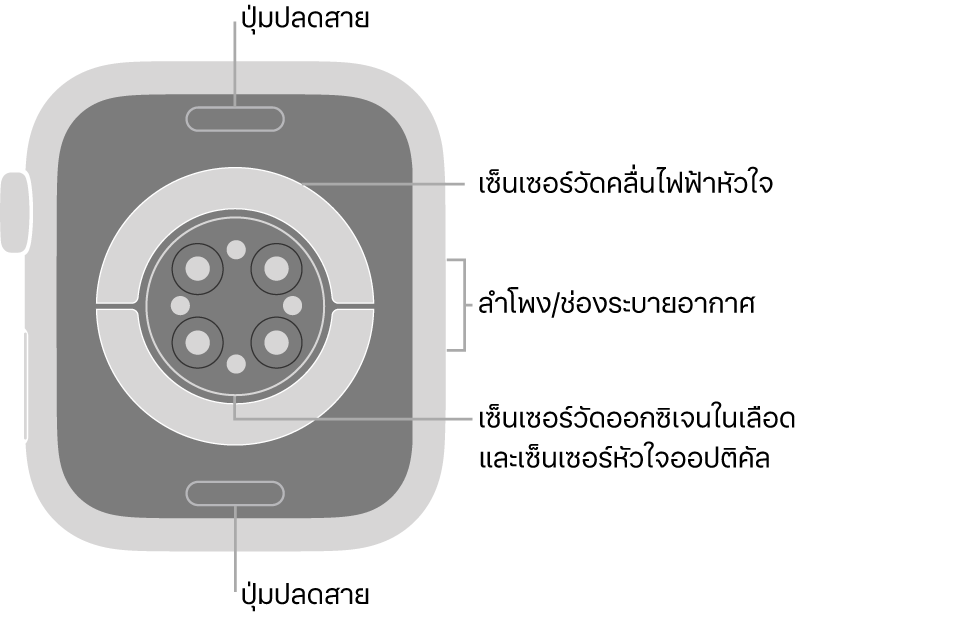 ด้านหลังของ Apple Watch Series 6 ที่มีปุ่มปลดสายที่ด้านบนสุดและที่ด้านล่างสุด เซ็นเซอร์วัดคลื่นไฟฟ้าหัวใจ เซ็นเซอร์หัวใจออปติคัล และเซ็นเซอร์วัดออกซิเจนในเลือดที่ตรงกลาง และลำโพง/ช่องระบายอากาศที่ด้านข้าง