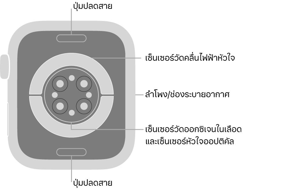 ด้านหลังของ Apple Watch Series 8 ที่มีปุ่มปลดสายที่ด้านบนสุดและที่ด้านล่างสุด เซ็นเซอร์วัดคลื่นไฟฟ้าหัวใจ เซ็นเซอร์หัวใจออปติคัล และเซ็นเซอร์วัดออกซิเจนในเลือดที่ตรงกลาง และลำโพง/ช่องระบายอากาศที่ด้านข้าง