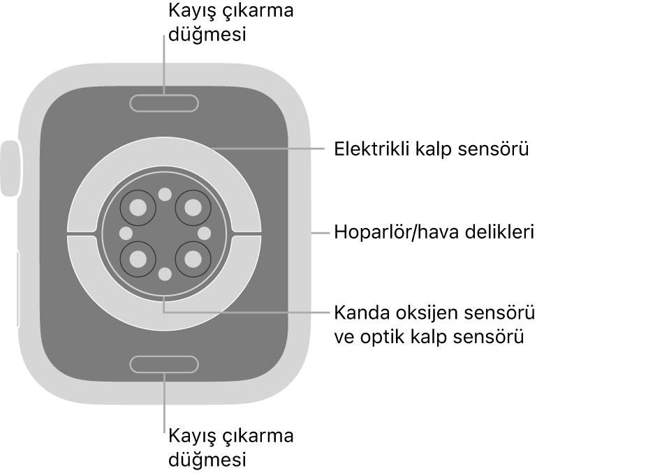 Üstte ve altta kayış çıkarma düğmeleri, ortada elektrikli kalp sensörleri, optik kalp sensörleri ve kanda oksijen sensörleri, yanda da hoparlör/havalandırma delikleri ile Apple Watch Series 8’in arkası.