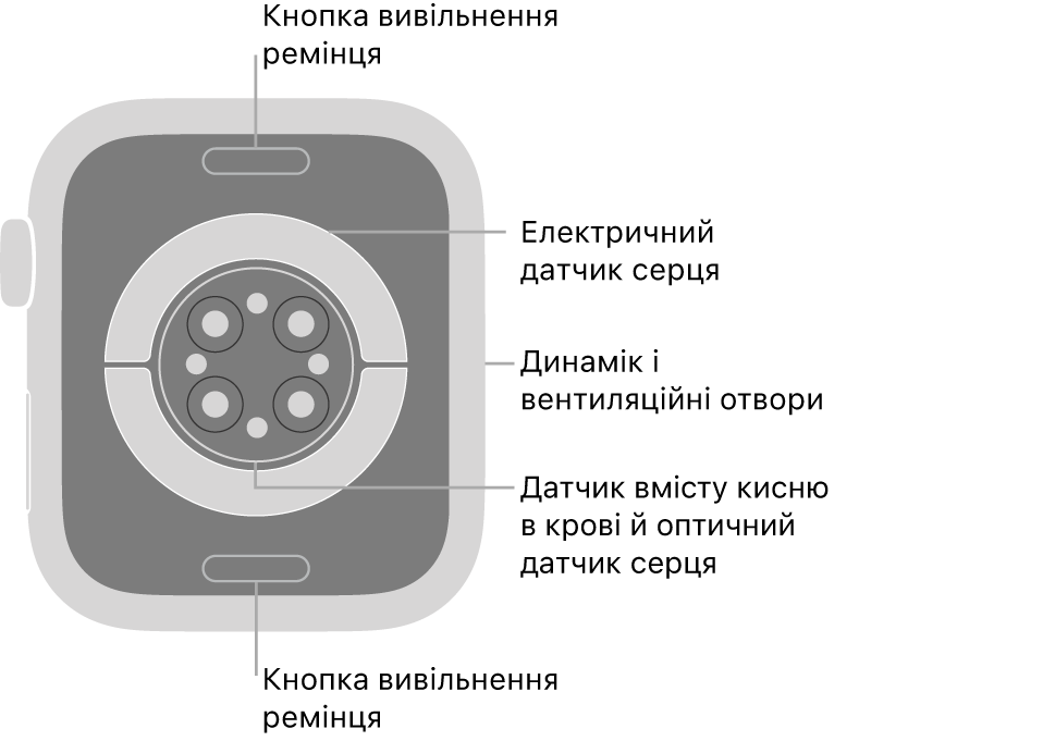 Задня панель Apple Watch Series 8 із кнопками вивільнення ремінця вгорі та внизу, електричними датчиками серцевого ритму, оптичними датчиками серцевого ритму й датчиками рівня кисню в крові посередині, а також динаміком / вентиляційними отворами збоку.