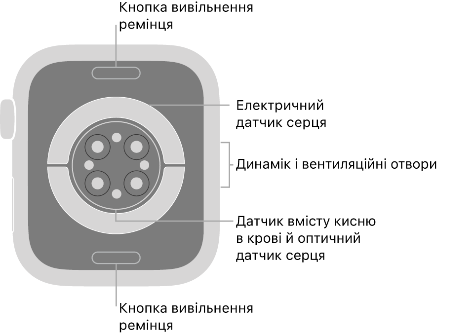 Задня панель Apple Watch Series 6 із кнопками вивільнення ремінця вгорі та внизу, електричними датчиками серцевого ритму, оптичними датчиками серцевого ритму й датчиками рівня кисню в крові посередині, а також динаміком / вентиляційними отворами збоку.