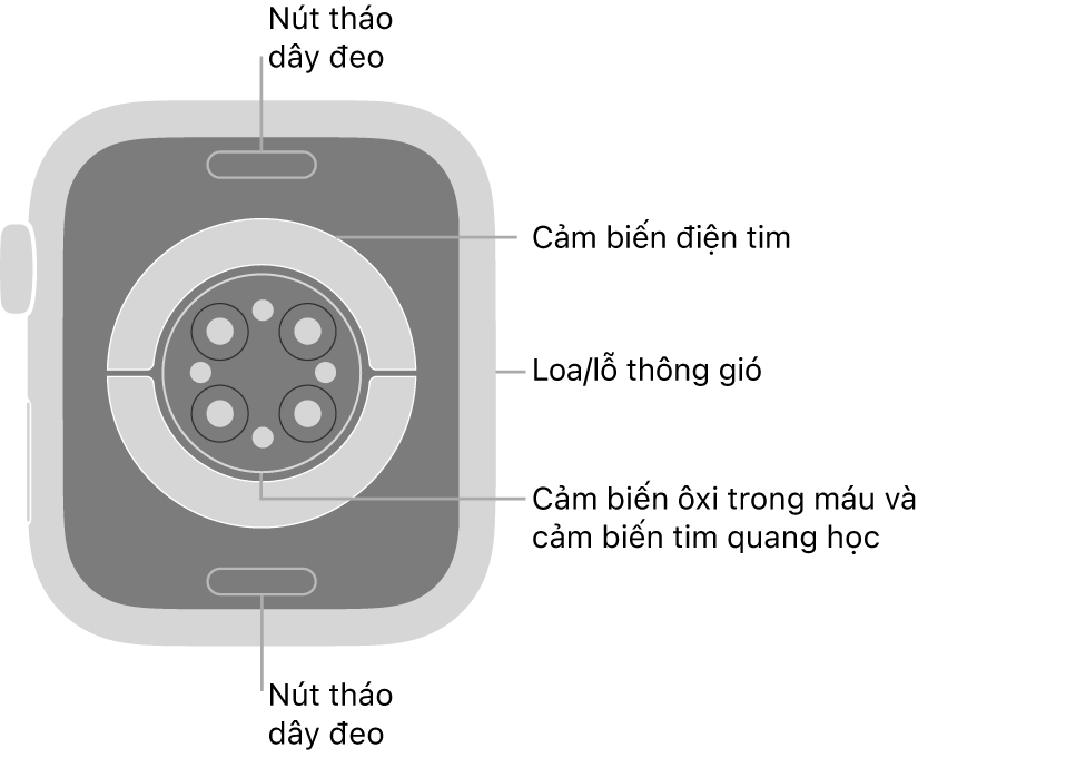 Mặt sau của Apple Watch Series 8, với các nút tháo dây ở trên cùng và dưới cùng, các cảm biến tim điện, các cảm biến tim quang học và các cảm biến ôxi trong máu ở giữa và loa/lỗ thông gió trên sườn.