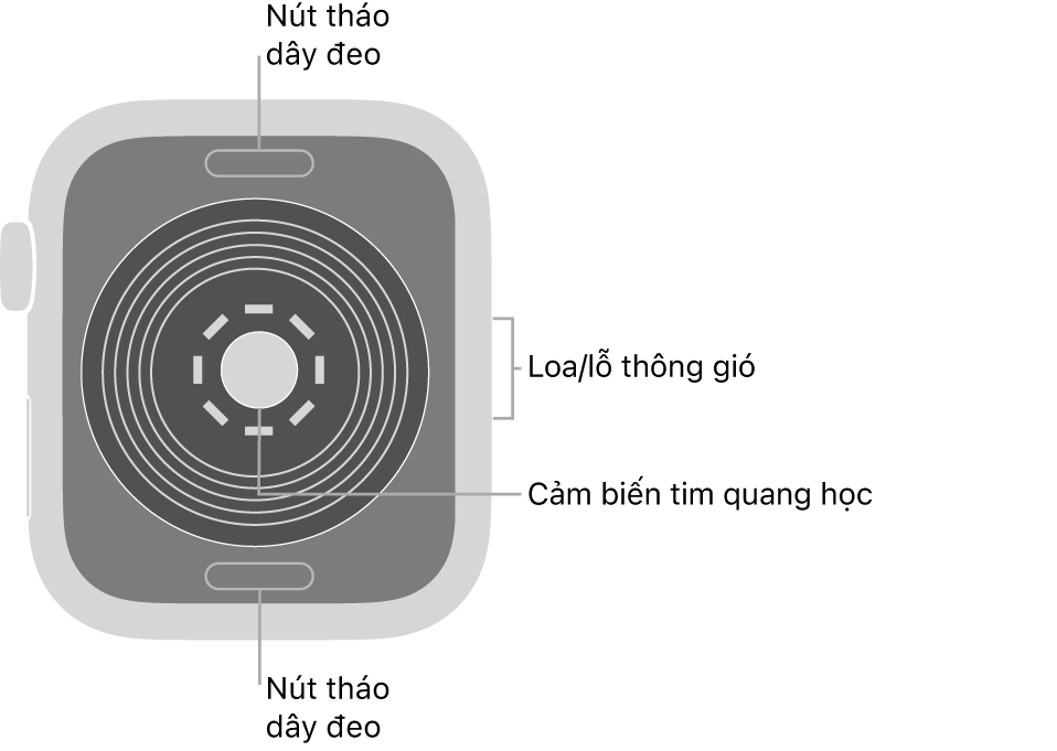 Mặt sau của Apple Watch SE, với các nút tháo dây ở trên cùng và dưới cùng, các cảm biến tim quang học ở giữa và loa/lỗ thông gió trên sườn.