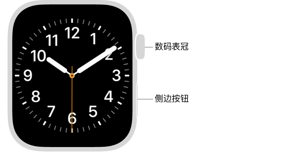 Apple Watch 的正面，数码表冠显示在手表右侧的顶部，侧边按钮显示在右下方。