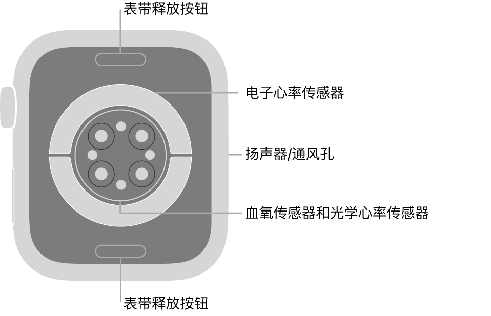 Apple Watch Series 8 的背面，顶部和底部是表带释放按钮，中间是电子心率传感器、光学心率传感器和血氧传感器，侧边是扬声器/通风孔。