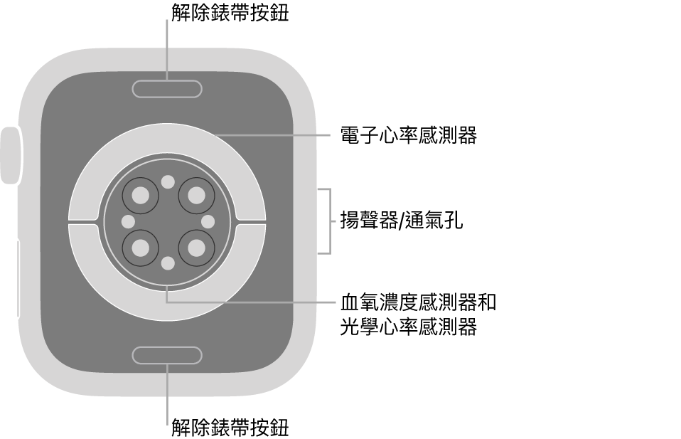 Apple Watch Series 6 的背面，頂端和底部為解除錶帶按鈕，中央為電子心率感測器、光學心率感測器，以及血氧濃度感測器，而側邊為揚聲器/通氣孔。
