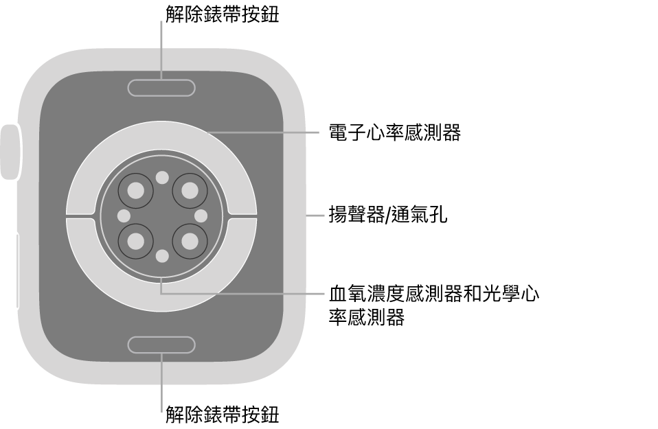 Apple Watch Series 8 的背面，頂端和底部為解除錶帶按鈕，中央為電子心率感測器、光學心率感測器，以及血氧濃度感測器，而側邊為揚聲器/通氣孔。