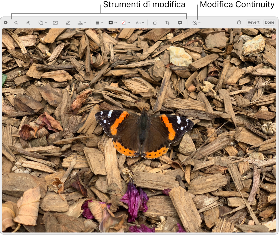 Un’immagine nella finestra Modifica con la barra degli strumenti di Modifica e lo strumento per fare clic e utilizzare Modifica di Continuity su un iPhone o iPad nelle vicinanze.