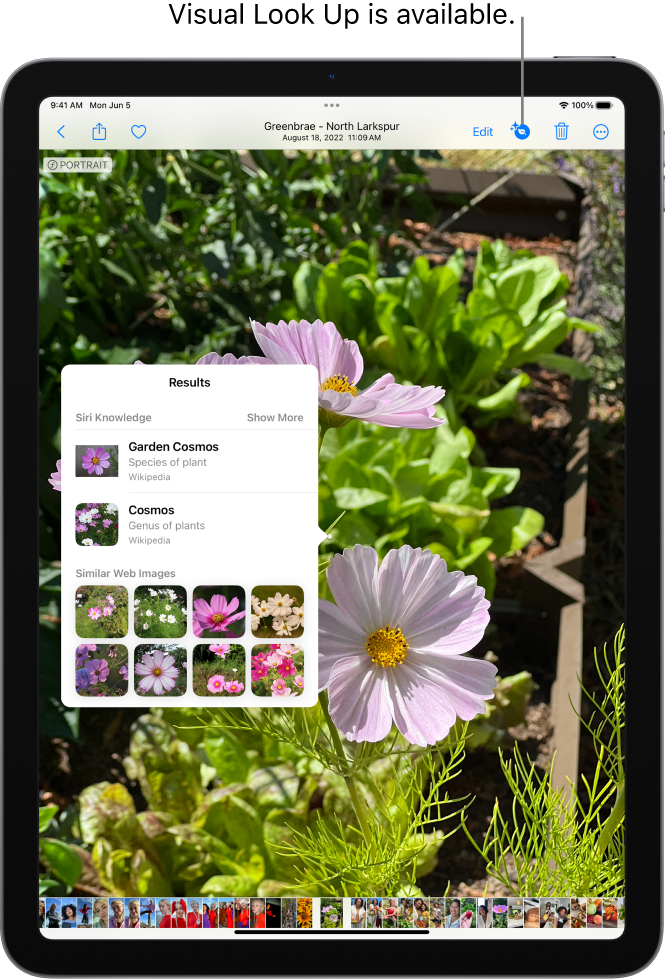 A photo is open in the Photos app. At the top of the screen, the Info button displays an icon indicating that Visual Look Up information is available. The button is selected and the Visual Look Up results appear on the screen.