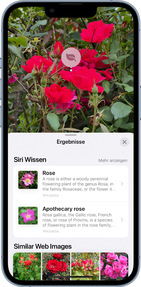 Oben im Bildschirm befindet sich ein geöffnetes Foto. Auf dem Foto ist eine Rose abgebildet und auf der Rose ist das Symbol „Visuelles Nachschlagen“ zu sehen. Die untere Hälfte des Bildschirms zeigt Siri-Wissen über Rosen sowie „Ähnliche Bilder im Web“.