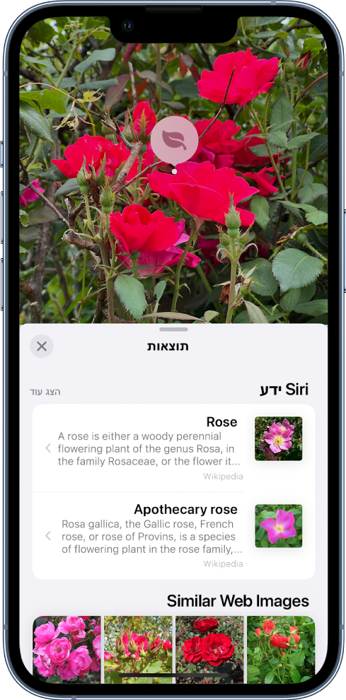 תמונה פתוחה מופיעה בראש המסך. בתמונה מופיעה ורד ועל גבי הורד רואים אייקון של "חיפוש ויזואלי נרחב". בחצי התחתון של המסך מופיע ידע של Siri על ורדים ותמונות דומות מהאינטרנט.