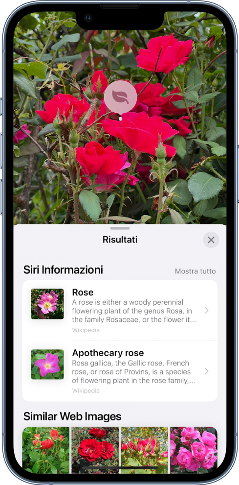 Una foto è aperta nella parte superiore dello schermo. La foto rappresenta una rosa, su cui viene mostrata l'icona di “Ricerca visiva”. La parte inferiore dello schermo mostra le informazioni trovate da Siri riguardanti la rosa e le immagini rilevanti trovate sul web.