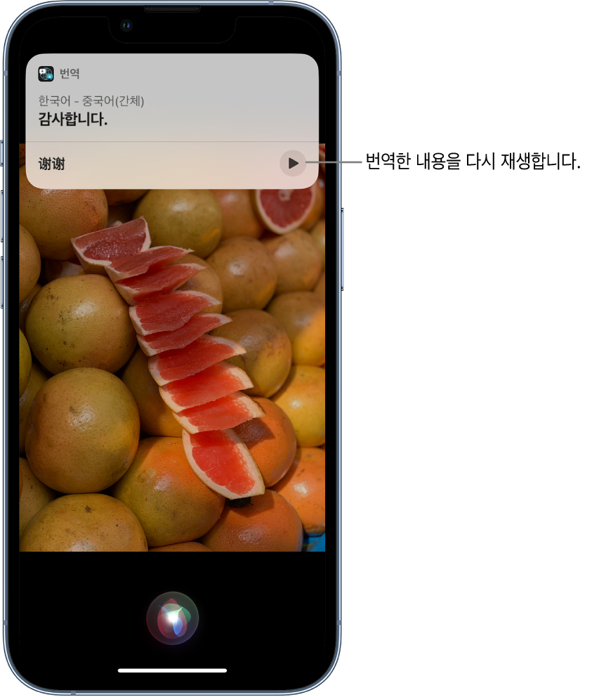Siri가 영어 문장 “thank you”의 중국어 번역을 표시함. 번역의 하단에 있는 버튼을 탭하면 번역이 음성으로 다시 재생됨.