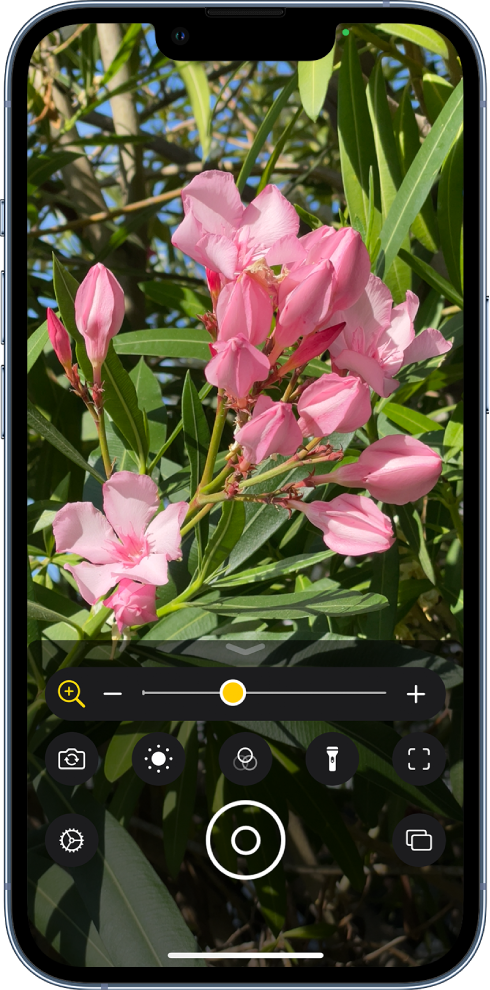 Ekran w trybie Lupa, wyświetlający przybliżony obraz kwiatka.