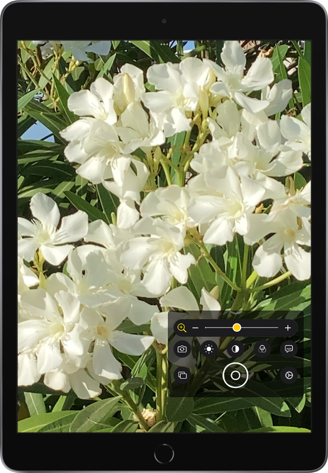 شاشة المكبر تعرض لقطة مُقرَّبة لبعض الزهور.