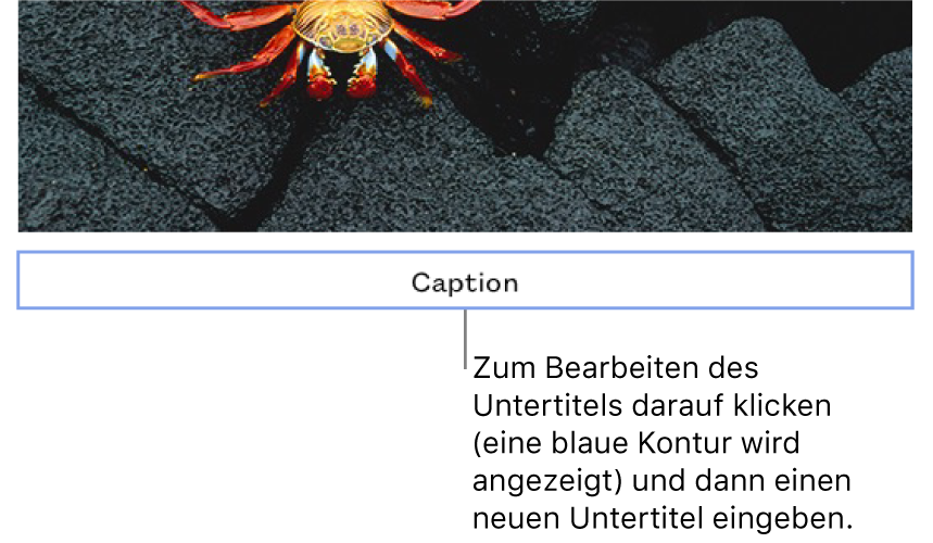 Der Platzhalteruntertitel „Untertitel“ erscheint unter einem Foto. Eine blaue Kontur um das Untertitelfeld herum zeigt an, dass es ausgewählt wurde.