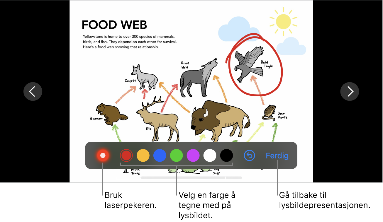 Et lysbilde i lysbildetegningmodus som viser laserpekeren og fargevalgskontroller.