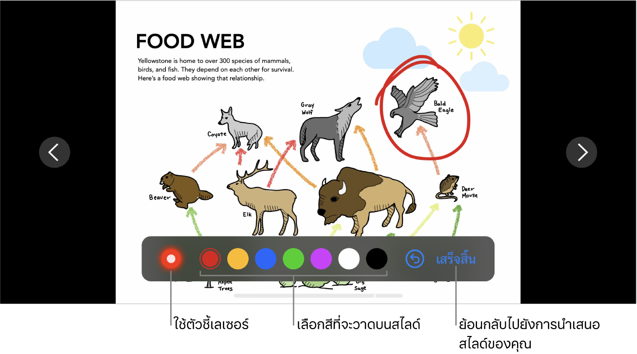 โหมดแสดงให้เห็นสไลด์ในสไลด์จะแสดงตัวชี้เลเซอร์และตัวควบคุมการเลือกสี