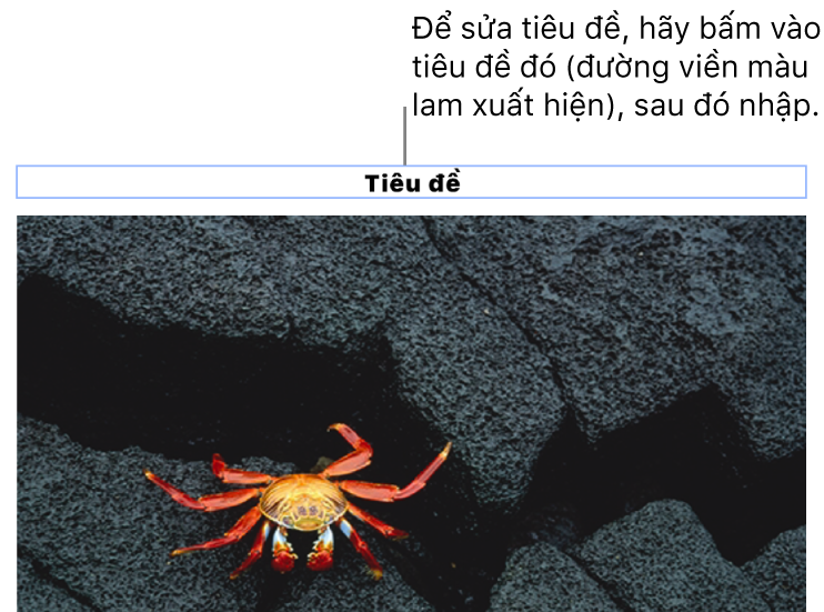 Chú thích giữ chỗ, “Tiêu đề”, xuất hiện bên dưới ảnh; đường viền màu lam xuất hiện xung quanh trường tiêu đề để cho biết tiêu đề đó đã được chọn.
