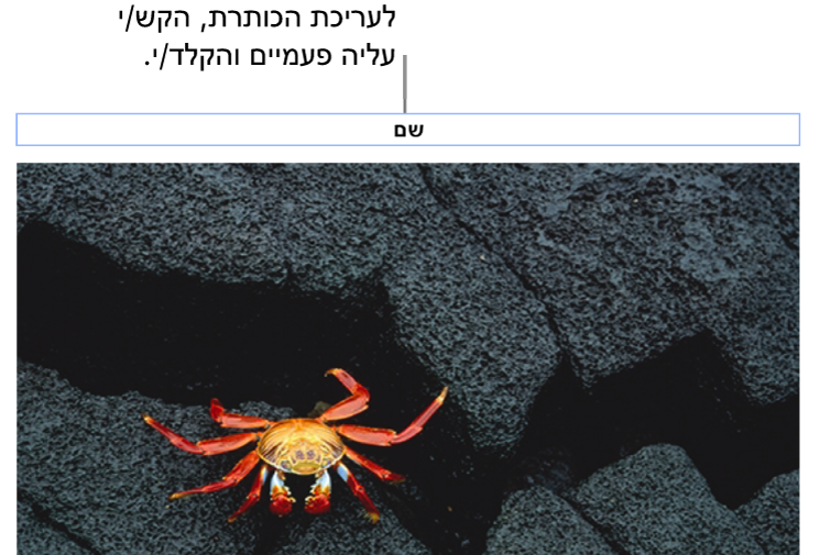 מציין המיקום של כותרת, ״כותרת״, מופיע מתחת לתמונה; קו מתאר כחול מסביב לשדה הכותרת מראה שהשדה נבחר.