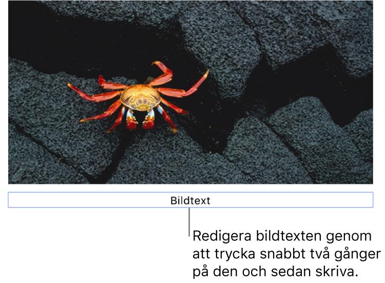 Platshållarbildtexten Bildtext visas under en bild. Den blå konturen runt bildtextfältet visar att det är valt.