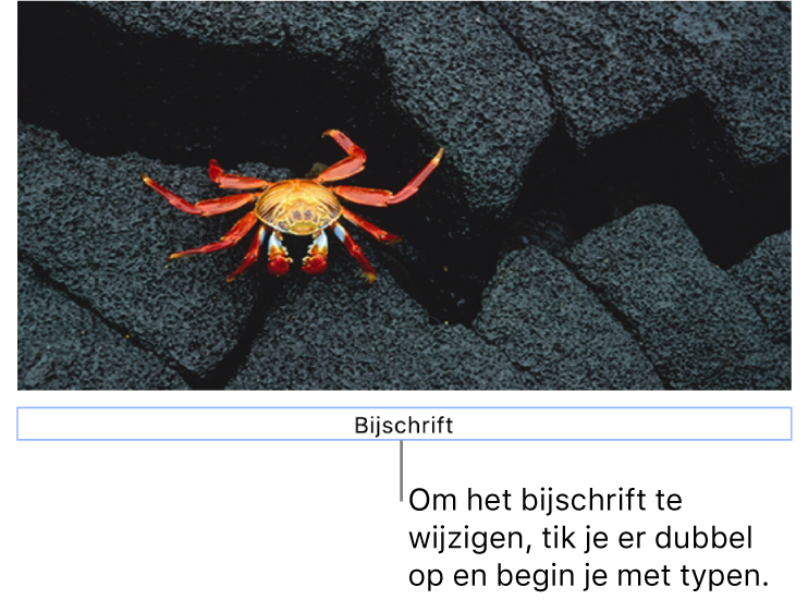 Onder een foto staat de plaatsaanduiding 'Bijschrift'. Een blauwe rand om het bijschriftveld geeft aan dat het geselecteerd is.