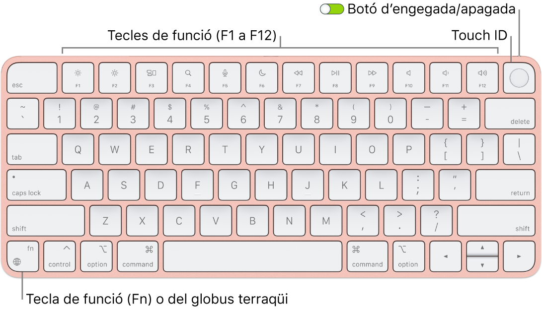 Magic Keyboard amb Touch ID en què es veu la filera de tecles de funció amb el Touch ID a la part superior i la tecla Funció (Fn) o del globus terraqüi a l’angle inferior esquerre.